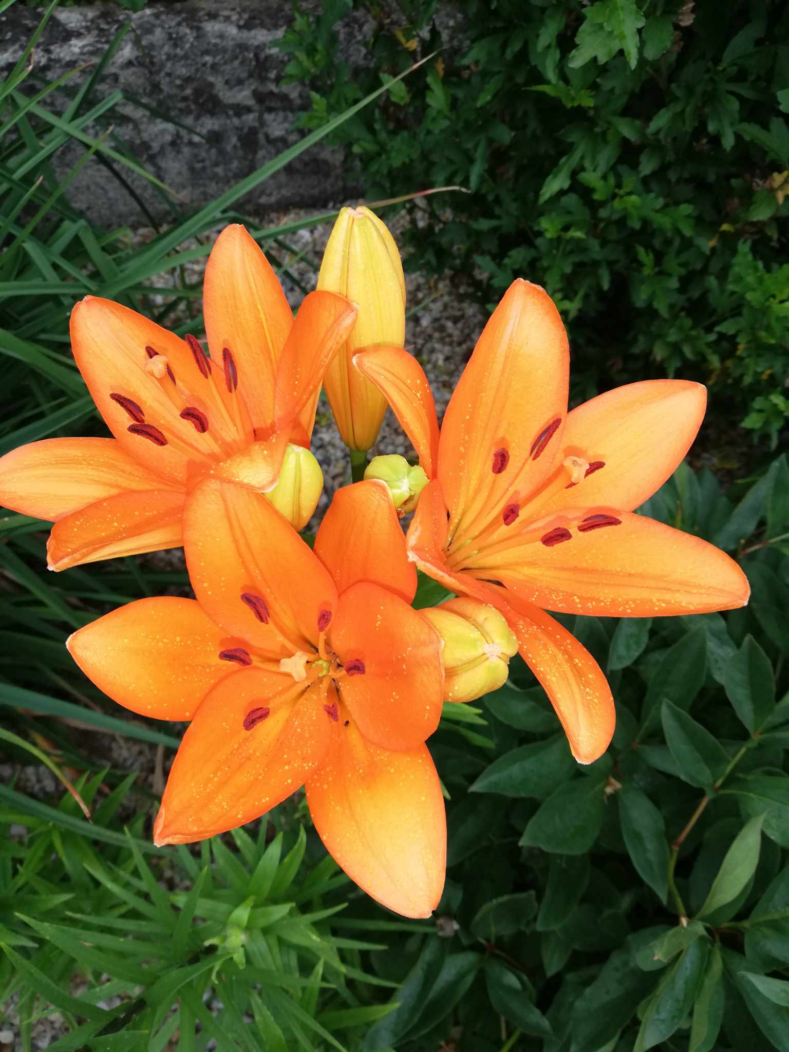 Ázijská ľalia oranžová